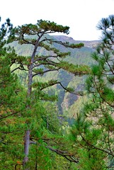 Born of Marcos y Cordero, it is one of the most important springs of the Canary Islands and is located about 1,350 meters high. It is a landscape formed by a path that starts from the Casa del Monte.