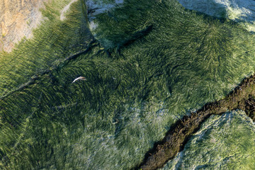 Interesting patterns made by green seaweed on the stone