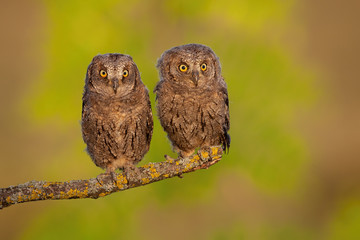 Siblings of eurasian scops owl, otus scops, sitting united on in spring with green tree in background. Young wild birds of prey with large yellow eyes looking from front view.