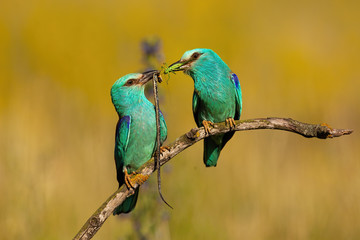Affectionate pair of european roller, coracias garrulus,s passing a catch to each other in summertime. Two colorful blue wild birds holding prey in beaks and sitting in nature.