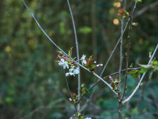 OLYMPUS DIGITAL CAMERA - EARLY MORNING LIGHT
