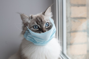Medical mask on cat for protection of Coronavirus Covid19 virus selective focus on eyes