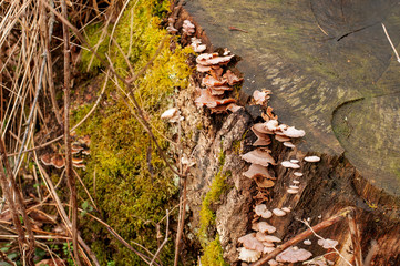 tree stump grown with moss and bracket fungi
