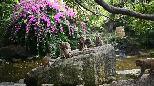 Big Monkey family. Rhesus macaque mother monkey protects her cute baby children in tropical nature forest park of Hainan, China. Wildlife scene with danger animal. Macaca mulatta Slow motion video