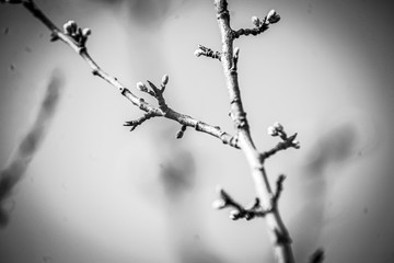 branche printemps