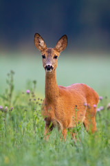 Adorable roe deer, capreolus capreolus, standing in green grass with violet thistles around from front in summer nature. Attentive wild mammal facing camera between flowers.