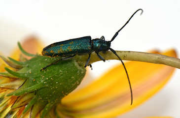 insect beetle with a long mustache