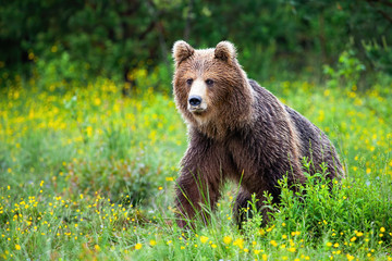 Fototapeta premium Dangerous brown bear, ursus arctos, approaching while protecting territory in nature. Aggressive mammal coming from front view with yellow flowers around and space for copy.