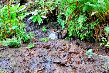 Born of Marcos y Cordero, it is one of the most important springs of the Canary Islands and is...