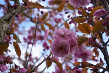 Pink cherry blossom in springtime, floral background 