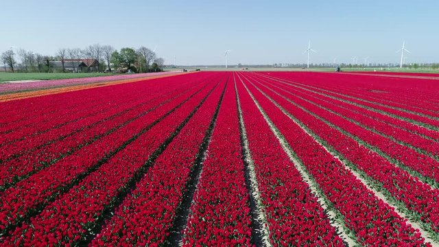 Prachtvolle Tulpenfelder in den Niederlanden aus der Luft gefilmt