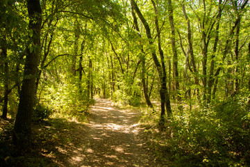 path in the forest-Primorsko-Bulgaria