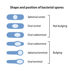 Shape and position of bacterial spores. The shapes of bacillus spores: spherical and oval. The position of bacillus spores: central, terminal, subterminal. Vector illustration in flat style - obrazy, fototapety, plakaty