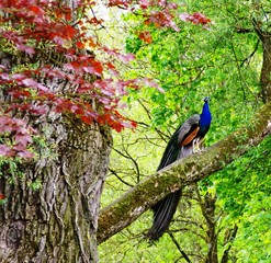 Pfau im herbstlichen Baum