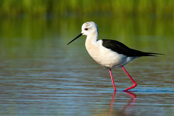Fototapeta premium Tall black-winged stilt, himantopus himantopus marching in waters of wetland in spring nature at sunrise. Wild bird with dark and white feathers and long bill going in marsh with copy space.