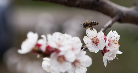 Flowering apricot tree branch with blossoming white buds. A bee or wasp flies to a flower for nectar and pollen. Background with copy space, web banner. Spring full bloom.
