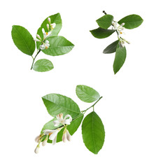Naklejka premium Set of branches with beautiful blooming citrus flowers on white background