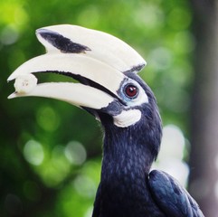 Hornbill bei der Fütterung © Peter
