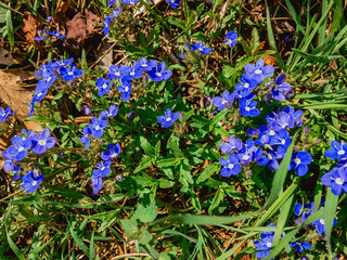 Beautiful bright blue flowers Veronica (lat. Veronica) in a forest among green grass. Blue cloud of spring forest.