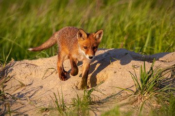 Fototapeta premium Little red fox, vulpes vulpes, walking down the hill in sunny spring nature with copy space. Cute young mammal with orange fur casting a shadow at sunset. Animal wildlife in green environment.