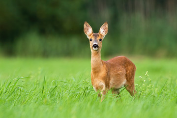 Surprised roe deer, capreolus capreolus, fawn looking into camera from front view on meadow with copy space. Alert wild animal with orange and brown fur in green summer nature. © WildMedia