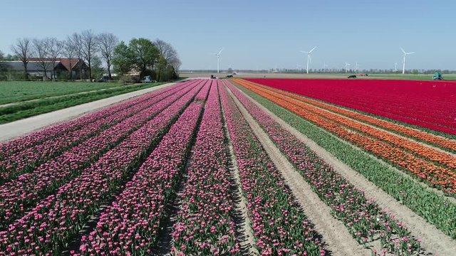 Prachtvolle Tulpenfelder in den Niederlanden aus der Luft gefilmt