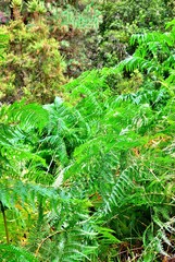 Born of Marcos y Cordero, it is one of the most important springs of the Canary Islands and is located about 1,350 meters high. It is a landscape formed by a path that starts from the Casa del Monte.