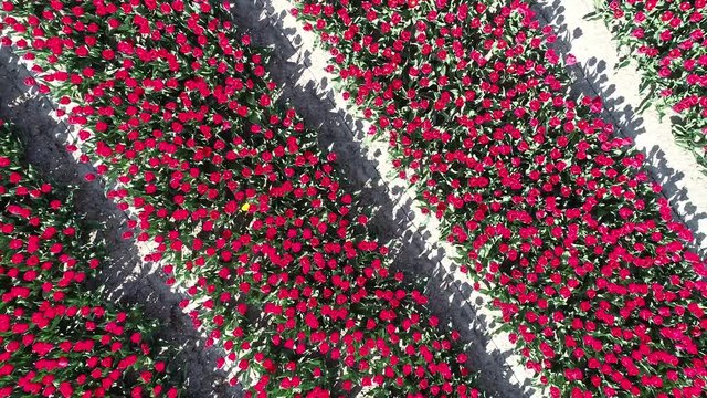 Prachtvolle Tulpenfelder in den Niederlanden aus der Luft gefilmt