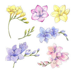 Freesia flowers set isolated on white. Hand drawn watercolor botanical illustration. Realistic floral blossom elements for wedding, birthday, greeting cards, packaging design.