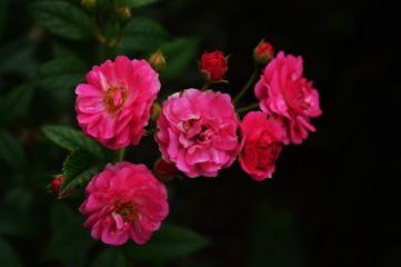 Obraz premium Rosa Rosen