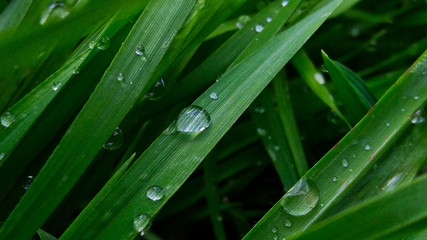 Water droplets on the grass