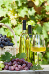 Colorful grapes and white wine