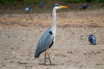 great blue heron