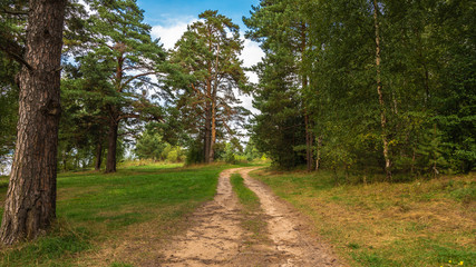 Landscape with a dirt road in the forest