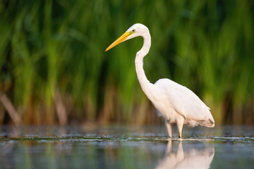 Alert great egret, ardea alba, standing water with green blurred background in summer nature. Elegant large bird looking on surface in wetland from low angle front view with copy space.