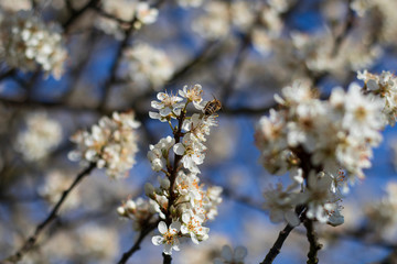 cherry tree blossom with bee