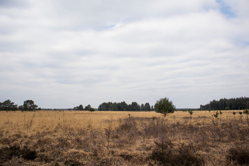 clouds over the field