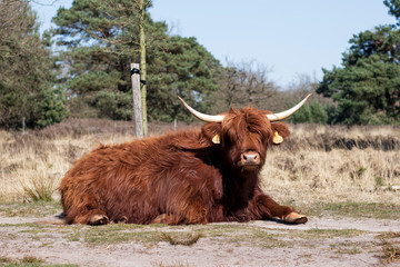 scottish highland cow