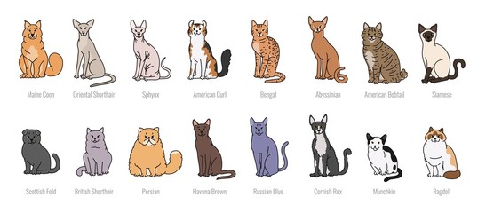 Popular cat breeds full face vector set line sketch isolated illustration.