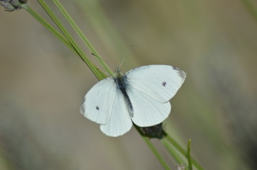 Schmetterling auf einem Grashalm 5