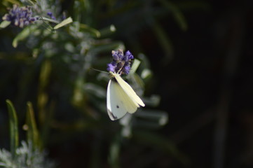 Schmetterling auf einem Grashalm 6
