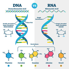 DNA vs RNA vector illustration. Educational genetic acid explanation scheme - obrazy, fototapety, plakaty