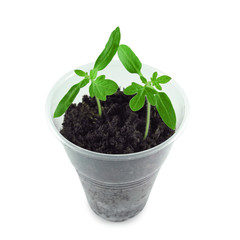 Closeup two-week tomato seedlings in plastic pot with soil isolated on white background. Vegetables
growing, kitchen garden.   