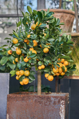 Tree with small orange citrus
