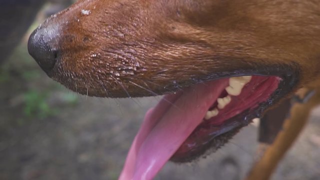 tired hunting dog hound dog after hunting