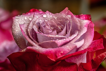 floral background of rose in drops of water close up