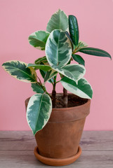 Fototapeta premium Rubber ficus of the tieneke variety in a clay flower pot on a pink background.