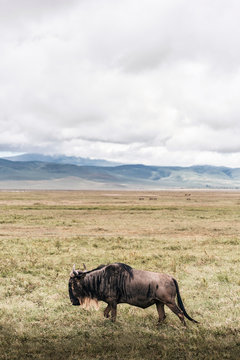 Single common wildebeest, white-bearded wildebeest, or brindled