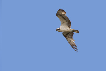 Western Osprey in flight with open wings