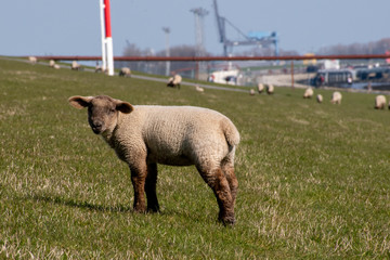 Lamm auf dem Deich